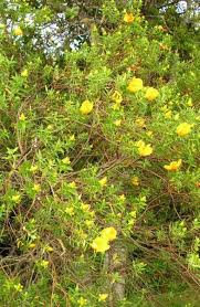 Image result for Hypericum revolutum