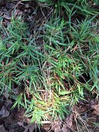 Image result for Macledium sessiliflorum