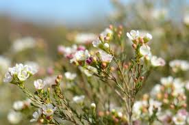 A visit to the carlsbad flower fields has become a spring tradition for many a san diego resident. Mellano Company 734 Wilshire Rd Oceanside Ca Florists Mapquest