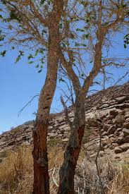 Image result for Salvadora persica