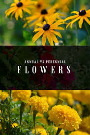 Annuals Vs Perennials What Is The Difference Annuals Vs Perennials Perennials Flowers Perennials