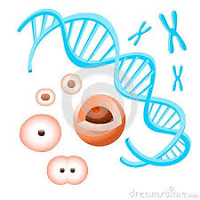 Chromosome Cells And Dna On The White Background White Background Chromosome Vector Illustration