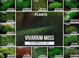 Mossarium Complete Care Guide How To Build Moss Terreriums Plants Moss Plant Vivarium