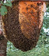 Do Honey Bees Get Hot in the Summer? - Live Bee Removal