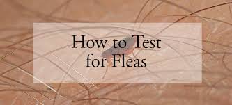 When selecting a pest control service, cost should not be the only factor that determines the company you pick. How To Test For Fleas Identifying The Pest And What To Do With It