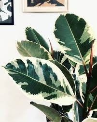 Variegated Rubber Plant Leaves Plantart Ficuselastica Gummitrae Plantsmakepeoplehappy Stueplanter Urbanjungleblo Plants Plant Leaves Variegated Plants