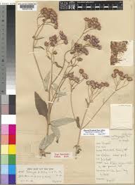 Image result for Gutenbergia cordifolia