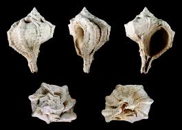 Image result for Micractis bojeri