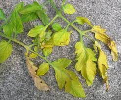 Maybe you would like to learn more about one of these? Tomato Plants With Yellow Leaves