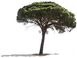 Entdecke rezepte, einrichtungsideen, stilinterpretationen und andere ideen zum ausprobieren. Pinus Pinea Ii