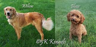 Wood block floor and a beautiful dog kennel (yes, i said dog kennel!) welcome to another week of friday. Available Miniature Goldendoodle Puppies In Iowa