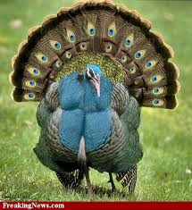 Birds That Look Like Turkeys Peacock Turkey Pictures Freaking News Wild Animals Pictures Animals Wild Pet Birds