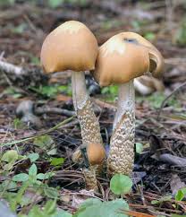 We did not find results for: Psilocybe Zapotecorum Wikipedia