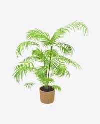 The free images are pixel perfect to fit your design and available in both png and vector. Download Low Poly Palm Trees Transparent Png On Yellow Images