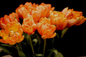 Something that is orange is of a colour between red and yellow. The Language Of Flowers Here S What Different Flower Colors Mean