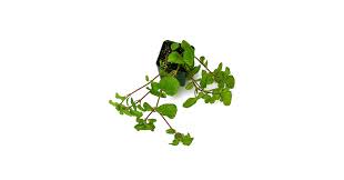 Image result for Pilea rivularis