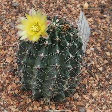 Leave the pods to mature on the plant and collect them just before if you do not have a pipette, they can usually be found at a local pharmacy. Kakteen Sukkulenten Garten Terrasse Echinocactus Setispinus Barrel Cactus Seeds Mc Mgmt Com