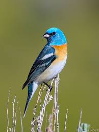 Common Birds Of North Idaho Lazuli Bunting Wild Birds Photography Bird Photography Beautiful Birds