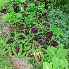 Image result for Coleus meyeri