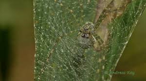 Nursery Web Spider With Egg Sack From Ecuador Ecuador Spider Amazon Rainforest