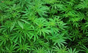 Gwl only pays what a guide would indicate rather than what a service provider charges. Great West Life And Shoppers Drug Mart Offer Medical Cannabis Coaching Program Insurance Portal