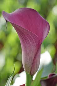 Zantedeschia Le Chique In 2020 Lila Garten Lila Bluten Pflanzen