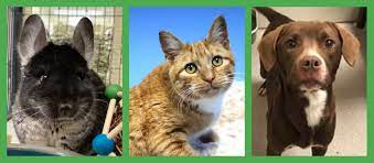 Maybe you would like to learn more about one of these? Ames Animal Shelter Home Facebook