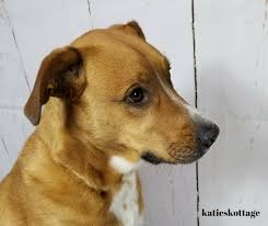 If buster looks like he's run a tough mudder after every walk, it's time to set up a pet. Keeping Your House Clean When You Have Dogs Katieskottage