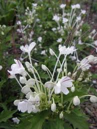Image result for Clerodendrum incisum