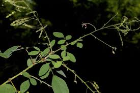 Image result for Desmodium tortuosum