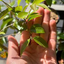 Image result for Eugenia sp. A