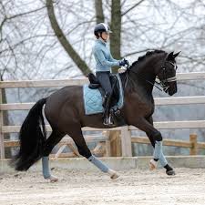 Equestrian stockholm classic navy & silver fleece bandages. Elise Duke L 44k On Instagram Beautiful Steel Blue From Esstockholm Horsesofinstagr Horses Dressage Horses Horse Love
