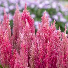 Image result for Celosia richardsiae