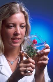 Industrial uses of plant cell culture. Micropropagation Wikipedia