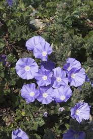 Morning Glory For Sale At Desert Horizon Nursery Morning Glory Plant Morning Glory Flowers Purple Flowering Plants