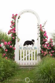 Sconset Rose Arbor Rose Arbor Nantucket Rose Cottage