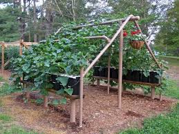 Interested but don't want to shell out the big bucks? Build A Pvc Cucumber Vine Trellis Cucumber Trellis Plants Vine Trellis