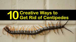 10 Creative Ways To Get Rid Of Centipedes