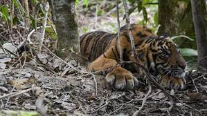 Jalani hidup ini dengan apa yang anda yakini. 2 Harimau Di Singkawang Lepas Pawang Tewas Diserang