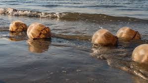 Folly beach rentals with luxury amenities from private pools to elevators. What To Do When Jellyfish Crash Your Beach Day Follybeach Com