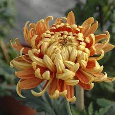Chrysanthemum Garden Bloom Collection Flowers Photography Chrysanthemum Flower Japanese Flowers