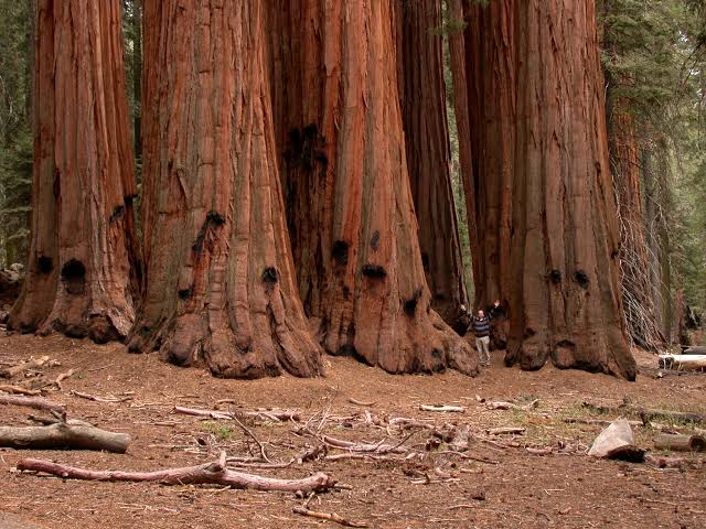 Mga resulta ng larawan para sa The House Group Giant Forest"