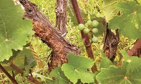 Controlling Crown Gall Disease Good Fruit Grower