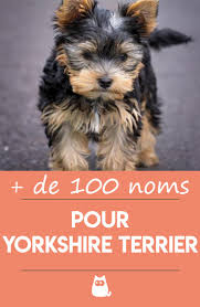 En 2021 (ça va venir vite), ce sera l'année des noms de chien en s. Noms Pour Yorkshire Terrier Males Femelles Et Chiots Plus De 100 Idees Noms De Chien Femelle Yorkshire Terrier Chiot Yorkshire
