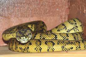 Wie alle anderen schlangen ist sie auf sonnige lichtungen angewiesen, um ihren körper aufzuwärmen. 5 Grunde Warum Du Niemals Reptilien Kaufen Solltest