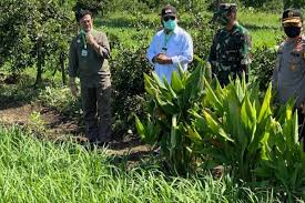 Perkembangan ekonomi dalam sektor pertanian kurang memberangsangkan dan ini telah menjadikan satu cabaran kepada kerajaan negeri perlis dan juga kerajaan persekutuan untuk mengekal dan menambahbaik sektor ini agar ianya terus berkembang maju sclaras dengan. Sumbangan Sektor Pertanian Kepada Negara