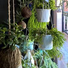 Maybe you would like to learn more about one of these? Plants For East Facing Windows Little Plants