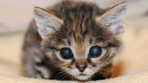 One look at the black footed cat and you will find yourself saying, i need her in my life. National Cat Day 13 Reasons You Love To Hate Your Cat