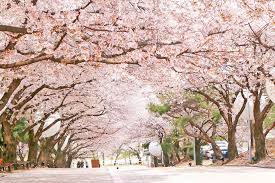 Shin proposes to eun tak amid the falling cherry blossoms. Korea Spring Festival Cherry Blossom Night Tour Seoul Area Hab Korea Net