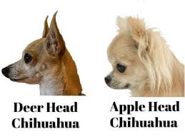 The long hair requires more grooming and upkeep, such as daily brushing and frequent baths. Long Hair Applehead Where Is Deer Head And Toy Not Micromini To Some Size The Bigger The Better But I Will Carr Chihuahua Teacup Chihuahua Apple Head Chihuahua